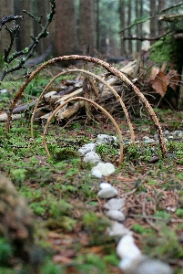 Tree nature forest path Photo