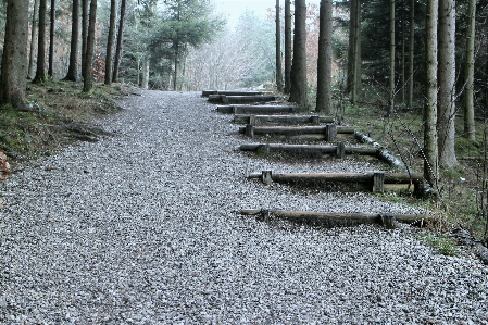 Nature forest cold winter Photo