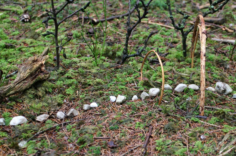 Pohon alam hutan jalur