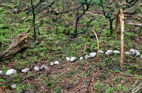 Foto árvore natureza floresta caminho