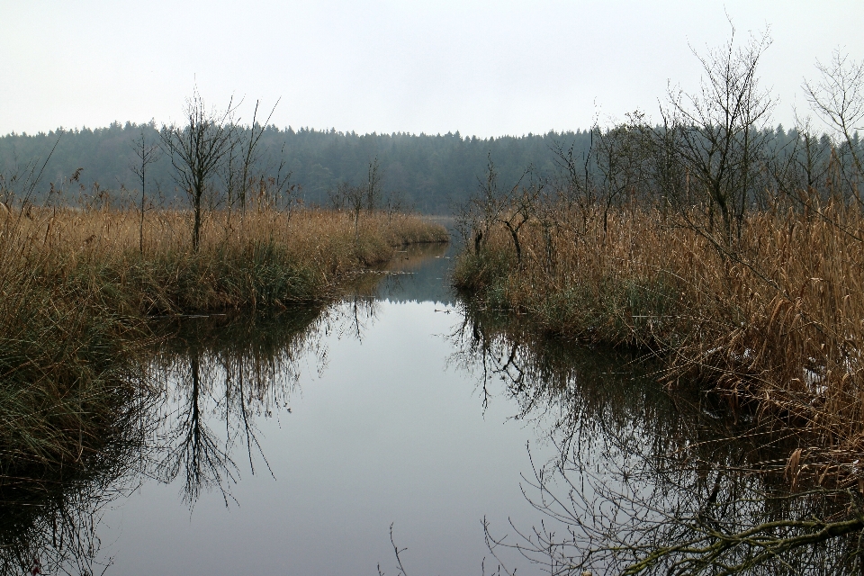 дерево вода природа трава