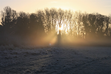 Landscape tree nature horizon Photo