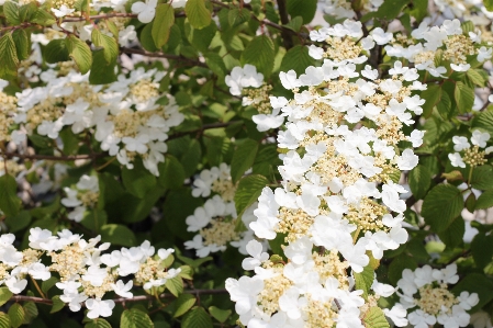 Nature branch blossom plant Photo