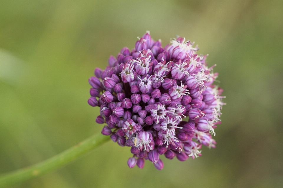 Natura fiore pianta prato
