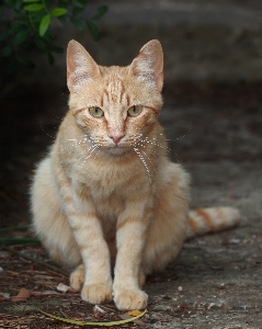 Animal pet fur kitten Photo