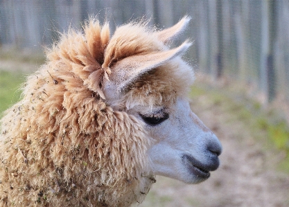 自然 髪 動物 野生動物 写真