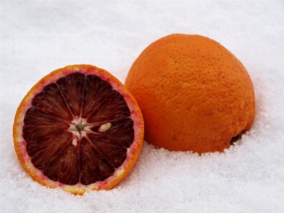 雪 寒い 冬 植物 写真