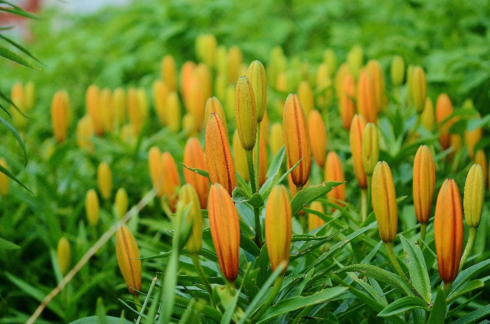 Nature grass blossom plant