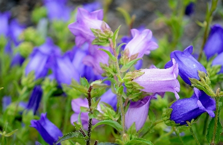 Nature blossom plant white Photo