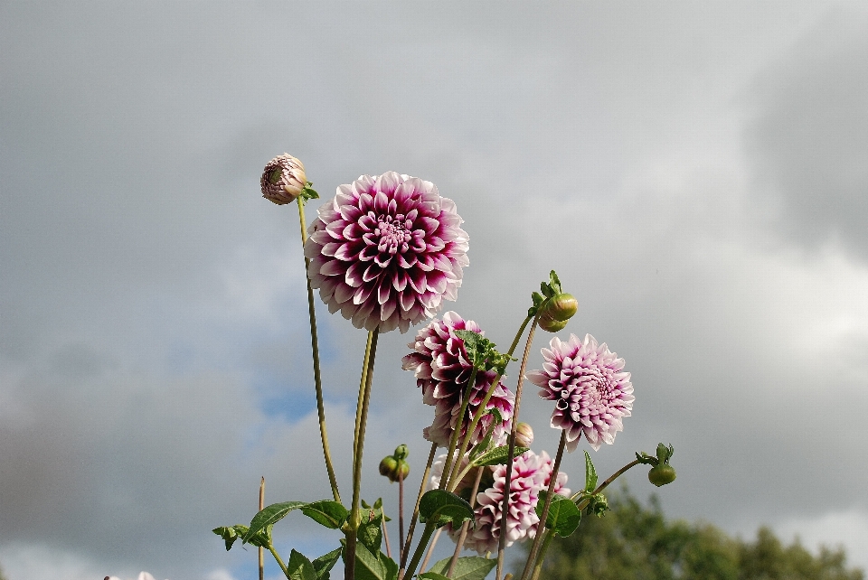 Nature branch blossom plant