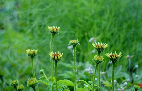 Nature grass blossom plant Photo