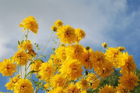 Nature blossom plant sky Photo