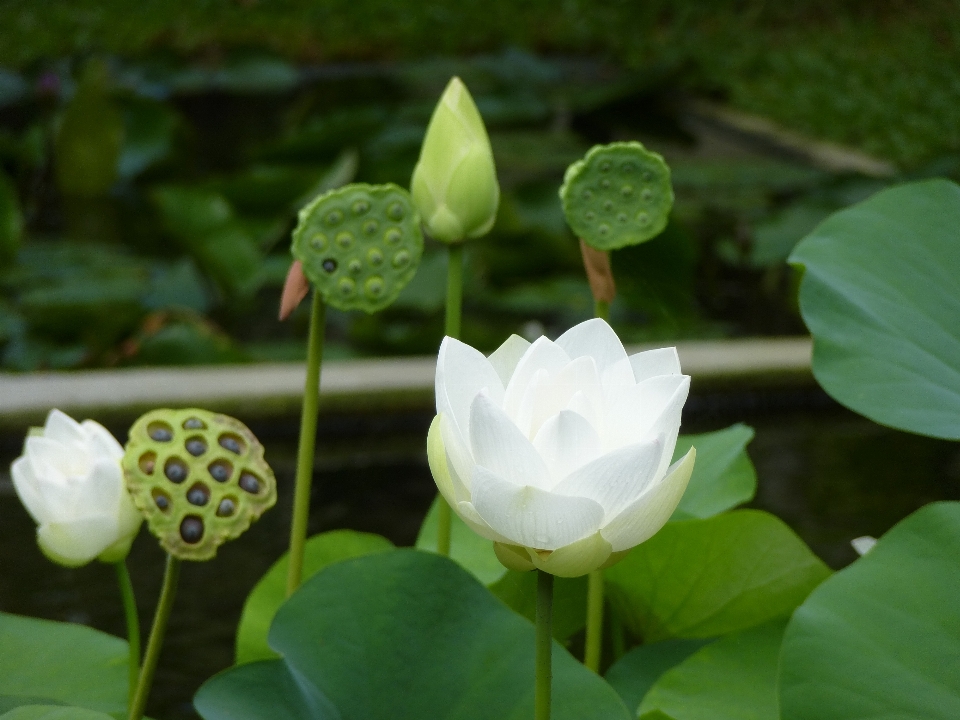 Florecer planta flor pétalo