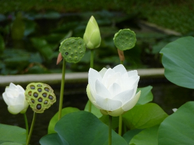 Foto Florecer planta flor pétalo