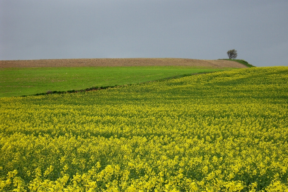 Paysage arbre nature horizon