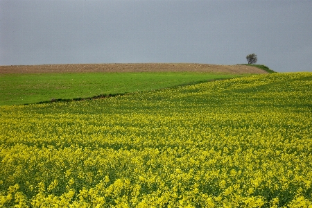 Landschaft baum natur horizont Foto