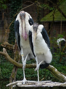 Nature bird animal wildlife Photo