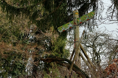 Foto árvore natureza floresta região selvagem
