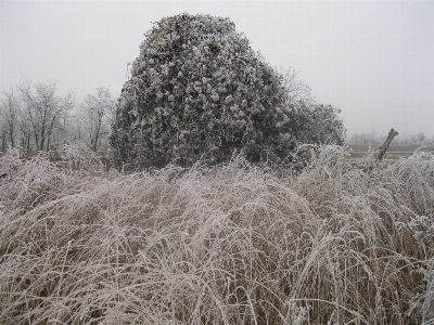 風景 木 自然 草 写真