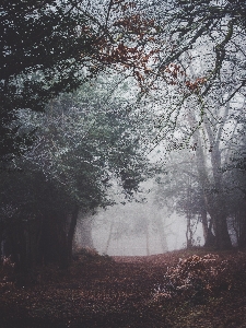 Tree nature forest path Photo