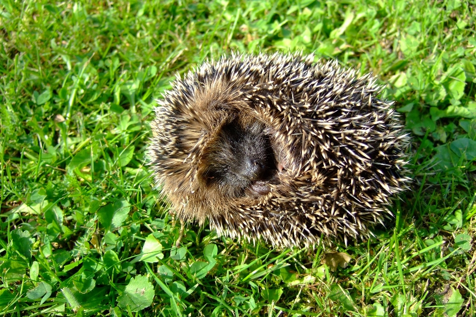 Natura trawa kolczasty
 zwierzę