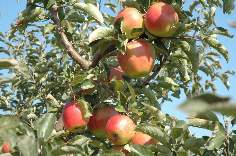 Apple filial plantar fruta