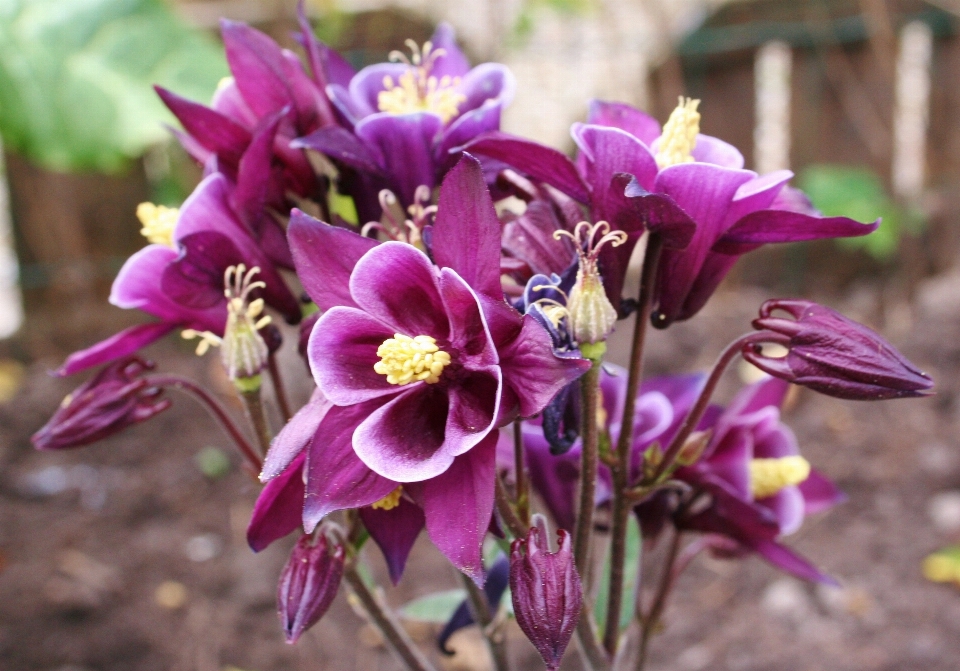 Fiore pianta petalo botanica
