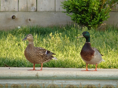 Photo Nature extérieur région sauvage
 oiseau