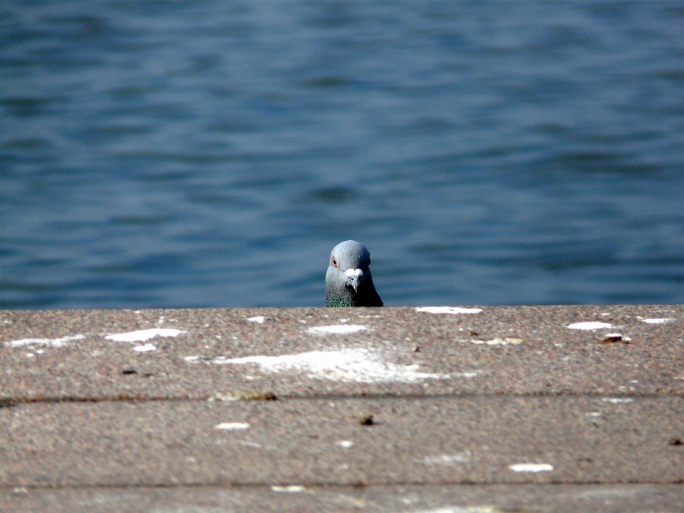 Sea coast water bird