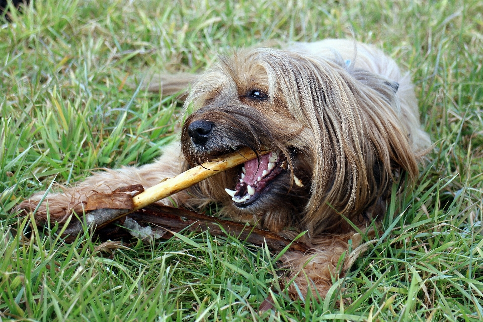 Gras boden welpe hund