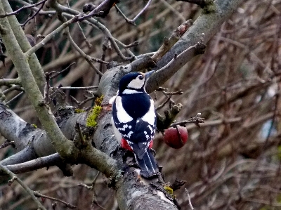 Photo Arbre nature bifurquer oiseau