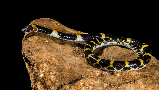 Photo Reptile fauna serpent vertébré
