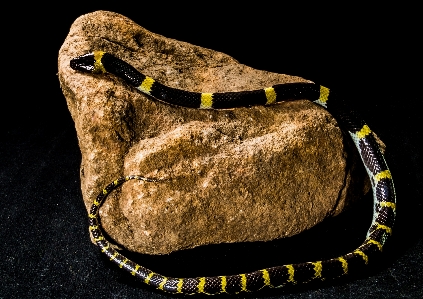 Photo Reptile jaune bijoux serpent