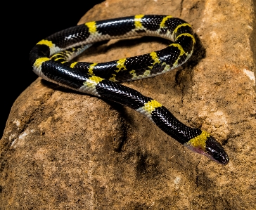 Reptile fauna snake vertebrate Photo