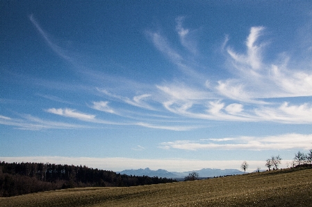 Landscape nature forest grass Photo