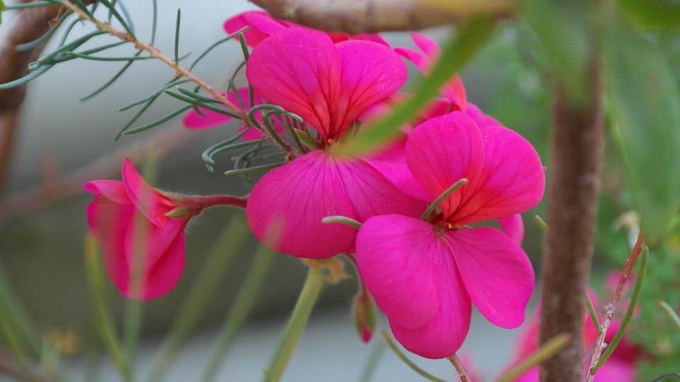 Blossom plant leaf flower