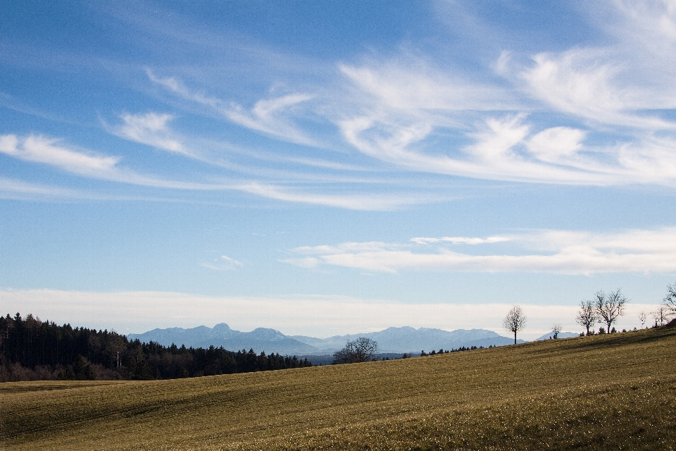 Landscape tree nature forest