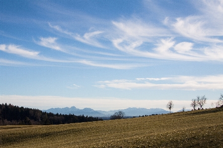 Landscape tree nature forest Photo