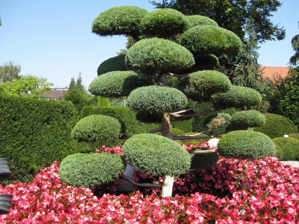 Albero natura pianta fiore