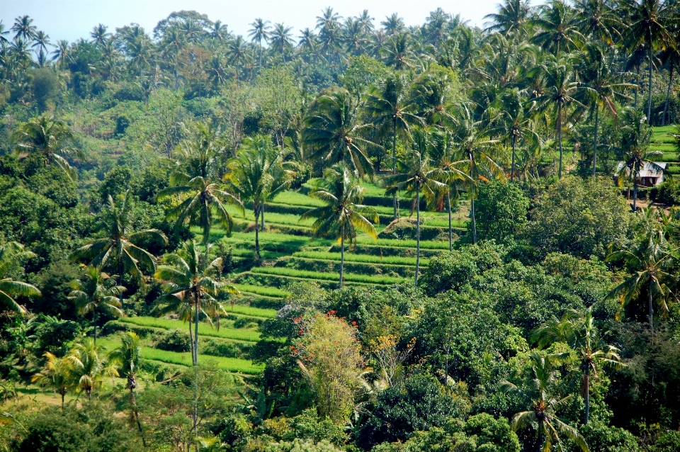 árvore floresta campo colina