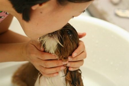 手 水 髪 子犬 写真