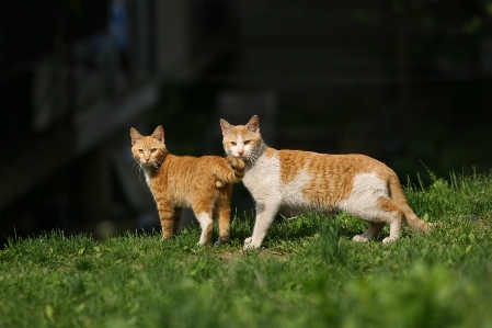 Foto Grama animal animais selvagens primavera