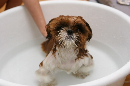 Foto Acqua cucciolo cane mammifero