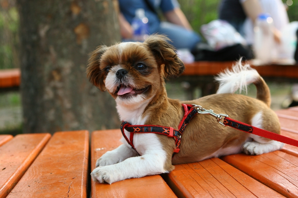 Cachorro perro caminar parque