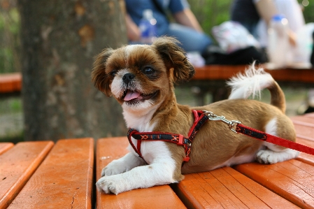 Foto Anak anjing berjalan taman