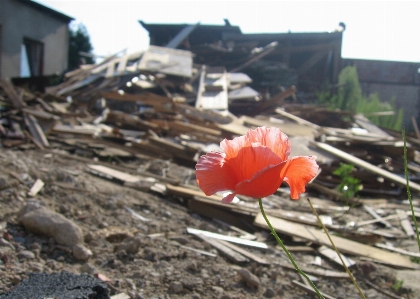 Plant wood flower soil Photo