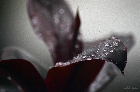 手 水 落とす 植物 写真