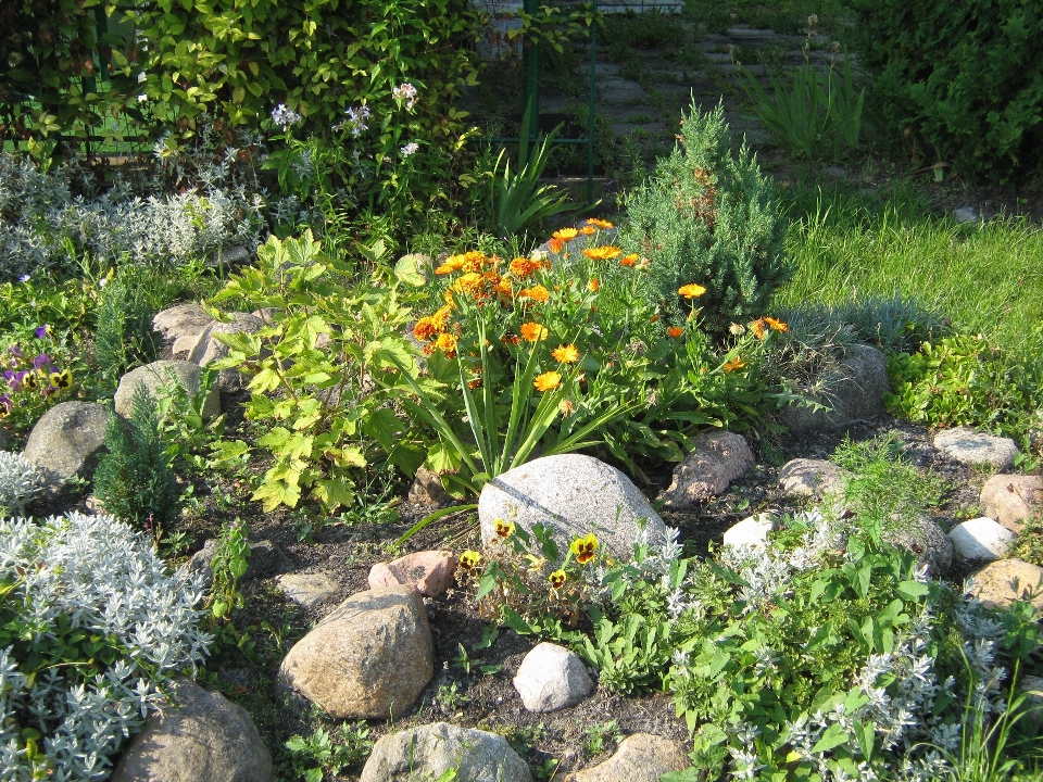 Plant lawn flower pond