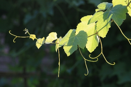 Tree nature branch light Photo