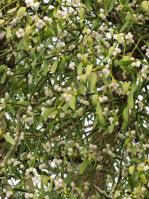 Zweig blüte anlage frucht